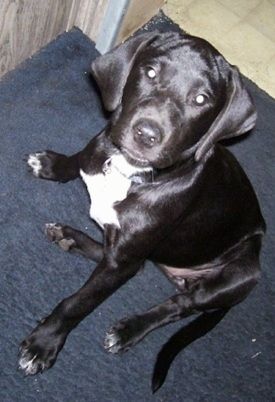 17 savaičių amžiaus Dalmador šuniukas sėdi ant mėlynos antklodės ir žiūri aukštyn