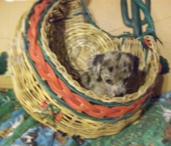 Psiček Doxie-Chin leži v pleteni košari