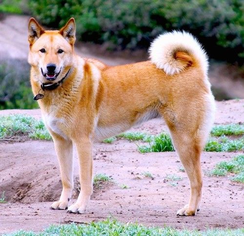 Suur tõug, punakaspruun koer, millel on väikesed torkimisaastad, tumedad silmad ja rõngas saba, mis lokib ülespoole tema selga.