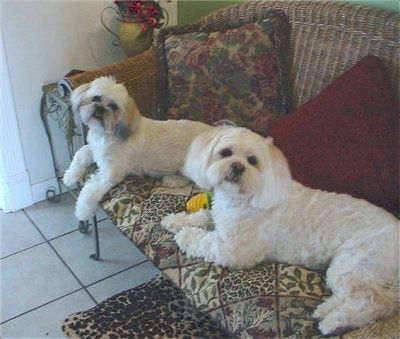 Divi balti ar iedegušas krāsas Lhasa Apso suņi uz baltas flīžu grīdas guļ uz brūna klūgu dīvāna ar spilveniem aiz muguras un atskatās. Viņu abas galvas ir nedaudz noliektas pa labi.