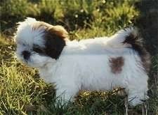 Un petit cadell blanc i esponjós amb negre Lhasa Apso està parat a l’herba mirant a terra.