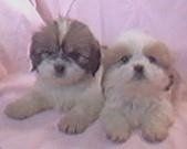 Een wit met bruin Lhasa Apso-puppy en een bruin met wit Lhasa Apso-puppy liggen naast elkaar op een roze achtergrond.
