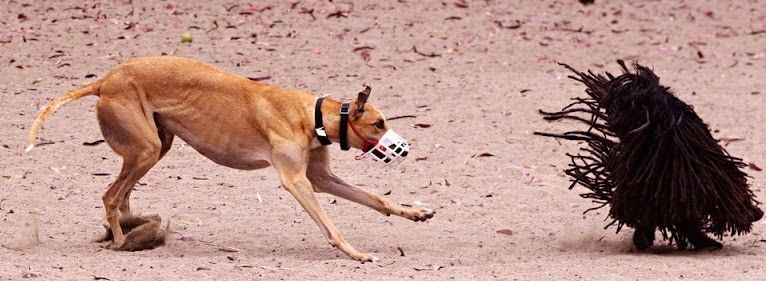 כלב גרייהאונד חום עם לוע רץ אחרי כלב פולי שחור אימתני. לפולי יש שיער ארוך שמתנפנף מסביב.