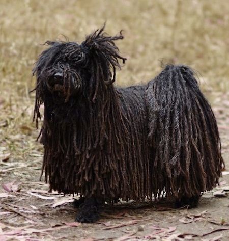 Črn plašen pes Puli stoji čez makadamsko pot in gleda navzgor in v levo.