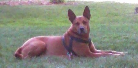 Bahagian kanan anjing Shepherd Pit berwarna merah sedang berbaring di seberang rumput dan ia memandang ke hadapan. Ia mempunyai telinga yang besar dan memakai tali pinggang hitam.