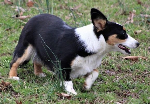 Oikea etuosa mustalla valkoisella ja ruskealla Aussie-Corgilla, joka kävelee oikealle nurmikon pinnan yli ja näyttää oikealta.
