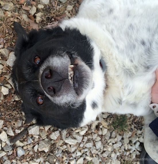 Изблиза - Црно-бели пас Бордер Поинт лежећи наопако на белом камењу, зуби су му видљиви, има смеђе очи и црни нос.
