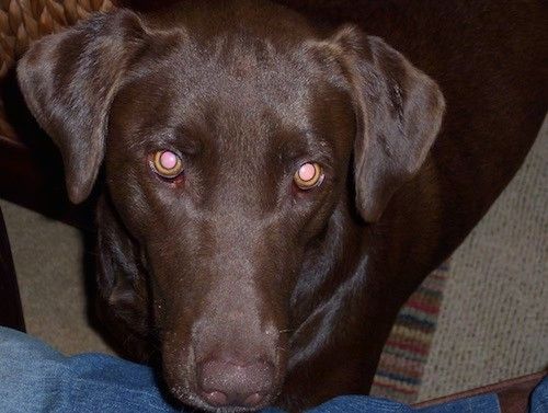 มุมมองจากด้านบนมองลงไปที่สุนัขสีน้ำตาลเข้มที่ยืนอยู่ตรงหน้าคนในกางเกงยีนส์ สุนัขมีหูที่ดูอ่อนนุ่มซึ่งห้อยลงมาด้านข้างและดวงตาที่กลมโต