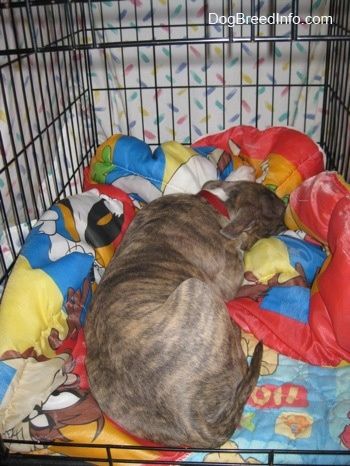 Hrbet modrega psička Brindle Pit Bull Terrier, ki spi na spalni vreči Looney Toons in odeji Winnie the Pooh v zaboju za pse. Zaboj je pokrit z belo rjuho, da se naredi jama.
