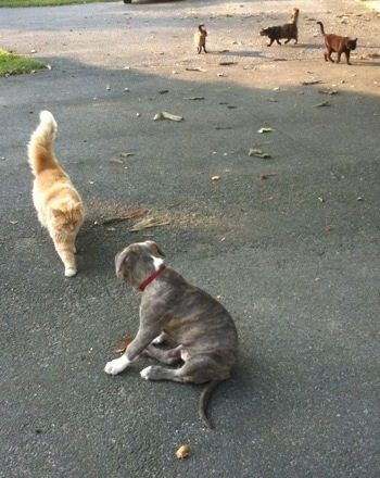 Hrbet modrega psička Brindle Pit Bull Terrierja, ki sedi na površini črne plošče in mu oranžno-bela mačka hodi proti njemu. Mačka in psička sta približno enako veliki. V ozadju so še tri mačke.