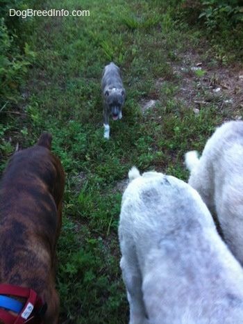 Po njivi se sprehajata rjavi tigrasti bokser in dva velika Pireneja. Za njimi je psička modrega nosa Pit Bull Terrier.