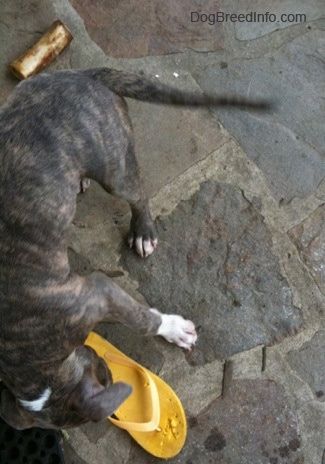 Hrbet mladička brindle pit bull terierja z modrim nosom, ki stoji na kamniti verandi in žveči rumeni čevelj japonke. Za njim je pasja kost.