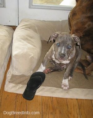 Psiček modrega nosa Pit Bull Terrier sedi na pasji postelji in se veseli. Pred njim je črna natikača.