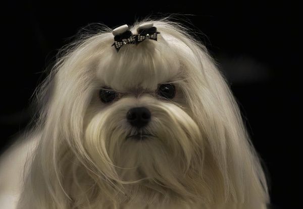 Nærbilde hodeskudd av en liten hvit, fluffete langhåret hund med en svart nese, mørke runde øyne, svarte lepper og et grønt bånd klippet til pannen.