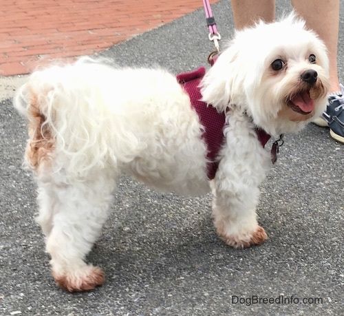 एक छोटा सा शराबी सफेद कुत्ता जो एक मैरून हार्नेस और गुलाबी पट्टा पहने हुए है, जो ईंट के रास्ते में ब्लैकटॉप के बाहर खड़ा है।