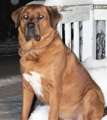 Priekinė kairė raudono su baltu Šv. Weilerio šuns pusė, sėdinti sniege lauke, ant medinės kaladės šalia baltų turėklų, kurie laukia.