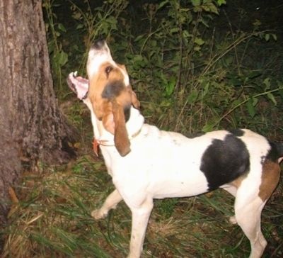 Visok, bel s črno-rjavim psom Treeing Walker Coonhound stoji čez travnato površino in ponoči laja na nekaj na drevesu. Ima dolga ušesa in usta je odprta v sredini lubja. Ima črn nos.