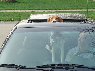 Treeing Walker Coonhound stoji v vozilu in štrli z glave iz strešne strehe. Na voznikovem sedežu poleg sedi gospa in nasmejanega pogleda psa.