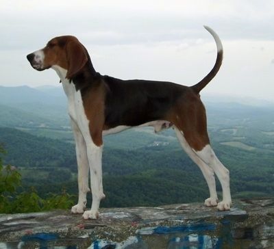 Leva stran visokega rjavega in črnega z belim psom Treeing Walker Coonhound, ki stoji čez veliko kamnito steno s pogledom na dolino z gorskega vrha spodaj. Pes ima dolga ušesa, dolg gobec v obliki škatlice in dolg rep, ki ga drži v zraku.