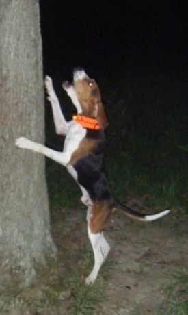 Leva stran trikolorja, rjave in črne barve z belim psom Treeing Walker Coonhound je skočila ob bok drevesa in lajala. Pes ima dolg rep.