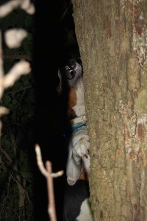 Rjavi in ​​črni pes z belim drevescem Walker Coonhound, ki skače ob bok drevesa, ki laja.