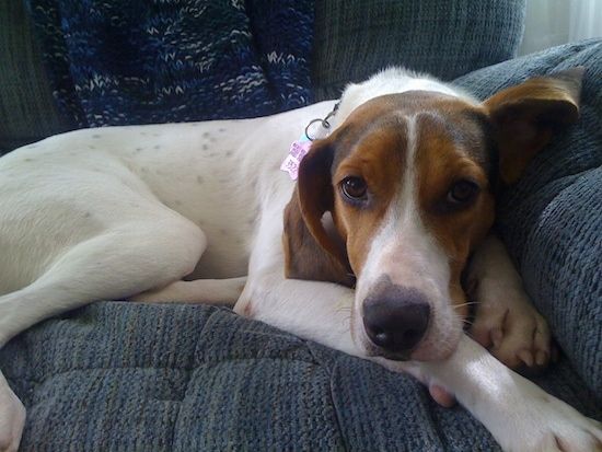 Trobarvni pes velike pasme, ki leži na modrem platnenem kavču z glavo na sprednjih tacah. Ima dolga mehka ušesa.