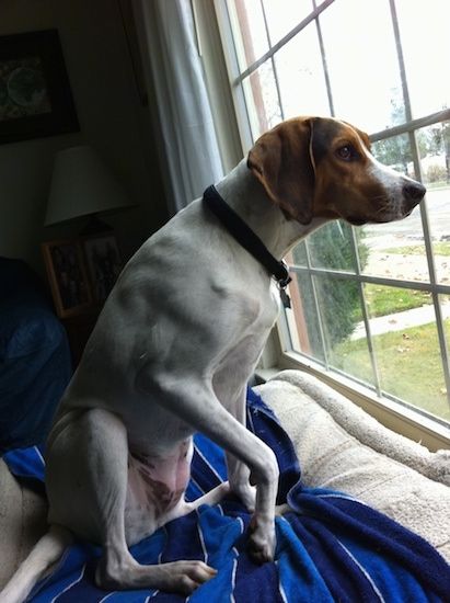 Trobarvni pes velike pasme na hrbtu, ki gleda skozi okno. Pes ima dolg gobec in črn nos.