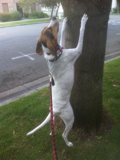 Trobarvni pes velike pasme zunaj laja na drevo ob cesti.