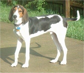 Leva stran visokega, bleščeče prevlečenega, črno-belega z rjavim psom Treeing Walker Coonhound, ki se sprehaja po pločniku in se veseli. Pes ima dolga široka, mehka ušesa in dolg rep.