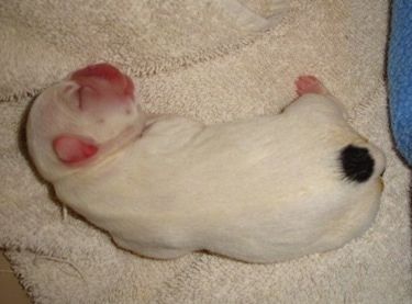 Od blizu - novorojeni beli mladiček mešanega francoskega buldoga / čivave leži na beli brisači. Psiček ima na hrbtni strani eno samo črno piko.