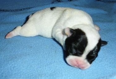 Изблиза - новорођено црно-бело штене француског булдога / чиваве лежи на плавом покривачу