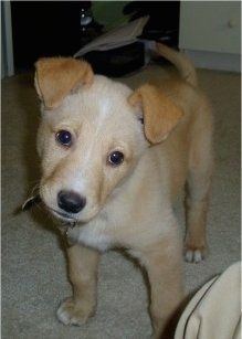 Een bruin, crème en wit Golden Sheltie-puppy staat op een tapijt in een kamer en zijn kop is naar rechts gekanteld