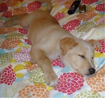 Un cucciolo di Golden Sheltie dorme su un fianco su un essere umano