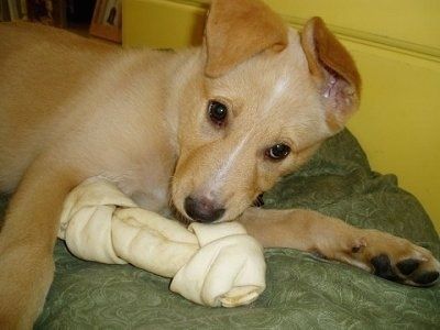 Primo piano - Un cucciolo di Golden Sheltie è sdraiato su un cuscino verde con un osso di pelle grezza di fronte a guardare avanti.