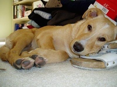 Um filhote de cachorro Golden Sheltie está deitado em um tapete marrom com a cabeça em um sapato sandle marrom e branco. Atrás dela está uma pilha de roupas e algumas caixas de sapatos