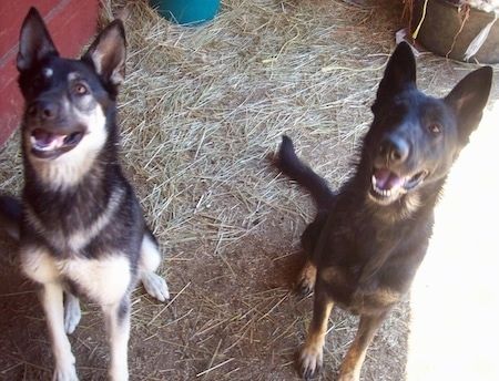 Δύο γερμανικά Shepherd Dogs κάθονται στο σανό και κοιτούν ψηλά. Τα στόματά τους είναι ανοιχτά και μοιάζει να χαμογελούν. Το ένα σκυλί είναι μαύρο και ανοιχτόχρωμο μαύρισμα και το άλλο είναι μαύρο με μικρή ποσότητα σκούρου μαύρου.