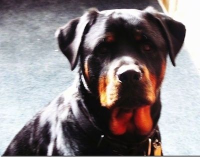 Närbild på huvudskott - En svart och solbränd Rottweiler-hund sitter och ser framåt.