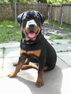 Vue de face - Un Rottweiler noir, épais, large et souriant, assis sur un patio en béton, attend avec impatience. Sa bouche est ouverte et sa langue sort.