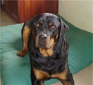 En tjock, bred, enorm svart med brun Rottweiler lägger på en grön kudde och den tittar uppåt och åt vänster. Hunden har runda guldbruna ögon.
