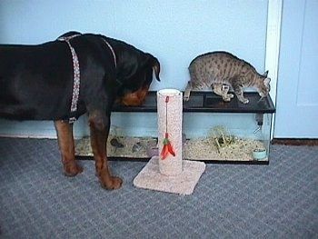 Mặt sau bên phải của một con chó Rottweiler màu đen với màu nâu đang đánh hơi đỉnh của bể cá trước bức tường xanh bên trong một ngôi nhà. Có một con mèo đang đứng trên đỉnh của bể cá và một con mèo đang cào trụ ở phía trước của bể cá.