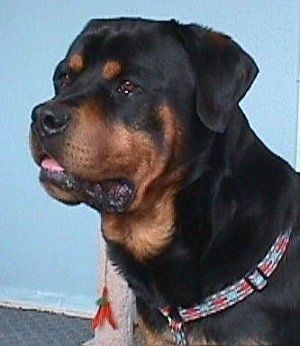 Ảnh chụp cận cảnh từ phía bên trái - Một con chó Rottweiler màu nâu, đầu to màu đen đang ngồi trên thảm và nó đang nhìn sang bên trái. Miệng nó mở và lưỡi nó hơi ra ngoài.