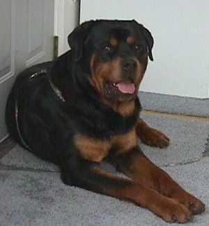 Nhìn từ phía trước - Một chú chó Rottweiler màu đen và rám nắng đang dựa vào cánh cửa trên hiên nhà. Miệng của nó mở ra và lưỡi của nó đang ở ngoài.