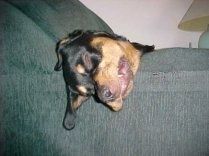 Una testa di cucciolo di Rottweiler nero focato addormentato è sdraiata sul bracciolo di un divano con la pelle e le orecchie che pendono dai lati.