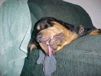 Ett svart och solbrunt Rottweiler-huvud ligger på soffans arm. Rottweiler valpen sover och tungan hänger ut ur munnen.
