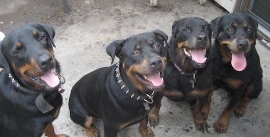 Quattro Rottweiler sono seduti in fila su una superficie di cemento. Guardano in alto, ansimano e sembra che stiano tutti sorridendo. Due dei cani indossano colletti neri con punte.