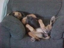 Bruško čiernohnedého šteniatka rotvajlera, ktoré spí brucho hore na kresle.