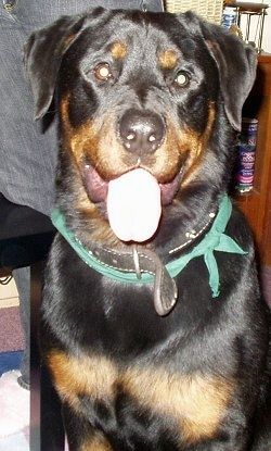 Nærbillede set forfra - En sort med brun Rottweiler-hund bærer en sort læderkrave og grøn bandanna sidder på et tæppe, og den ser frem. Dens mund er åben og tungen er ude. Der er en person, der står på et lille bord bag det.