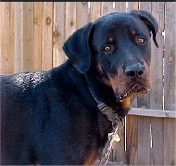 Il lato destro di un Rottweiler nero con marrone che si trova di fronte a una recinzione in legno per la privacy e non vede l