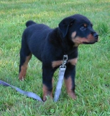 Pandangan sisi depan - Anak anjing Rottweiler berwarna hitam kecil dengan coklat berdiri di rumput di atas tali biru yang menghadap ke kanan.