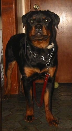 Vista frontale - Un grande Rottweiler nero con marrone è in piedi su un pavimento e guarda avanti. C